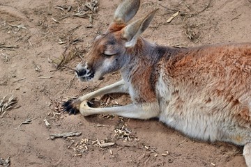 Wild red kangaroo resting in the park