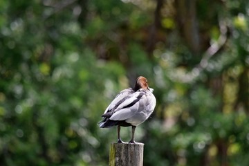 Pretty australian duck