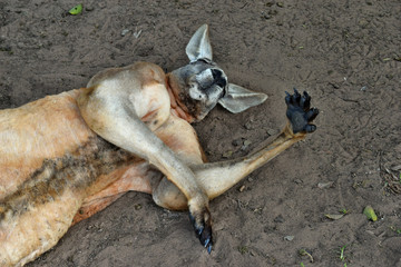  Very muscular wild red kangaroo lying with hand up