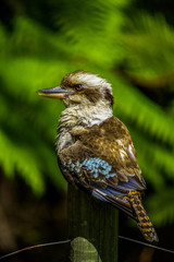 Kookaburra
