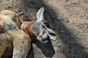 Selbstklebende Fototapete Känguru Großes so lustiges wildes rotes Känguru, das auf dem Boden schläft
