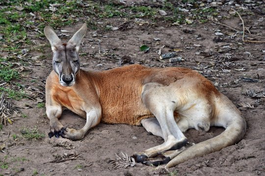  Very muscular wild red kangaroo lying on the ground