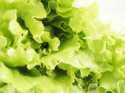 Green fresh lettuce leaves on white background. Copy space.