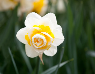Blooming Daffodil Lingerie close up