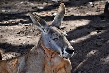 Big and cute wild red kangaroo looking