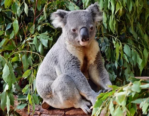 Wall murals Koala Cute koala looking on a tree branch eucalyptus