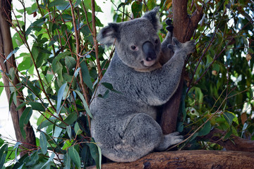 Cute koala looking on a tree branch eucalyptus
