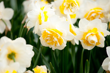 Fototapeta premium Blooming Daffodil Lingerie close up