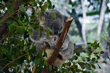 Cute koala sleep on a tree branch eucalyptus