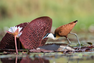 A horizontal, surface level, colour photo of an African jacana, Actophilornis africanus, walking lightly across a pool of water in Chobe National Park, Botswana.