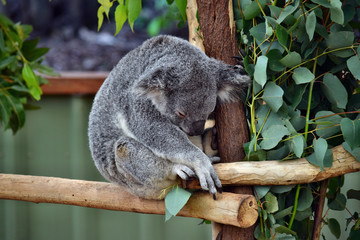 Cute koala sleep on a tree branch eucalyptus