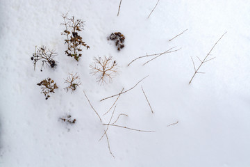 Tips of dead plant almost covered with thick snow - winter abstract