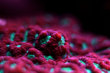 Fototapeta premium Favites lps coral macro shot