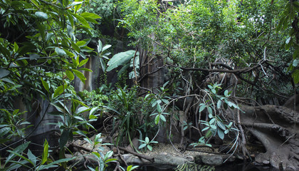 Summer natural landscape in the rainforest.