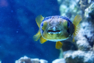 Porcupinefish (belonging to the family Diodontidae) in the oceanarium.