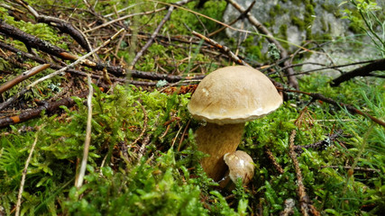 Beautiful small summer cep or Boletus reciculatus growing from moss