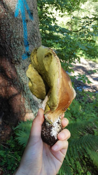 Girl holding enourmous summer cep or Boletus reticulatus