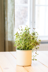 fresh oregano in a pot on the kitchen table
