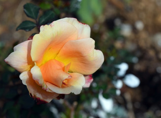 Obraz premium Yellow-pink rose on natural background 