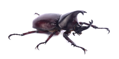 Stag beetle isolated on white background - obrazy, fototapety, plakaty