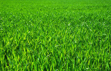 green grass background with selective focus
