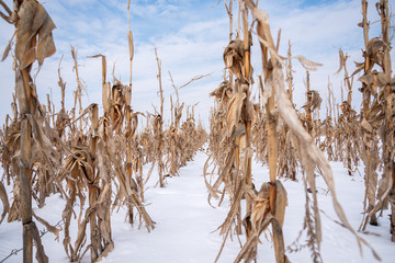 Corn field in the winter. © ba11istic