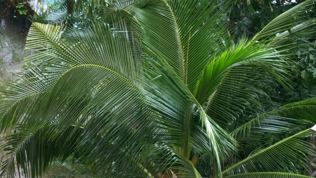 Tropical rainstorm in the jungle against the backdrop of palm tree. Tropical wind and rain drops falling on the green palm tree leaves. Tropical Monsoon. Bad Weather