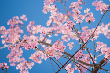 Cherry blossom with sky