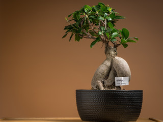 A small bonsai ficus tree planted in a black pot