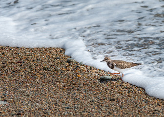 A ruddy turnstone on a french beach in Normandy