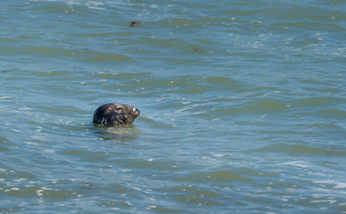 Obraz premium A common seal looking out of the water in Normandy
