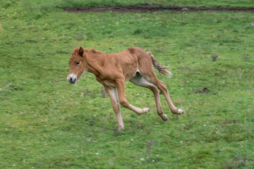 Naklejka na ściany i meble Icelandic horse foal strutting around in a green field