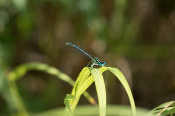 Blue dragonfly sitting on a green straw in sunshine