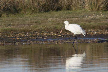 Spoonbill - Platalea leucorodia