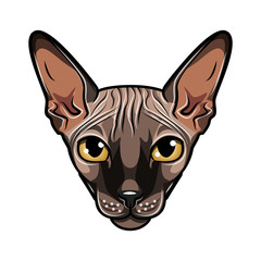 Sphynx cat. Muzzle of cat sphynx. 