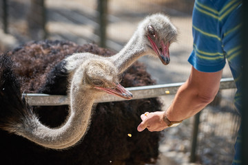 Feeding the ostriches © vladimirzhoga