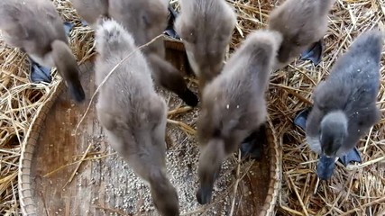 Flock of Duckling eating food in the farm in Thailand