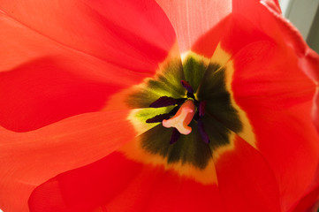 Tulipan wiosna w domu - obrazy, fototapety, plakaty