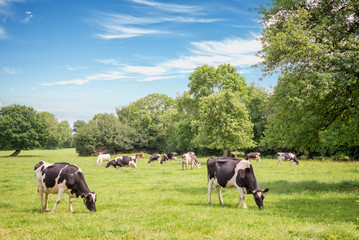 Norman cows grazing on grassy green field with trees on a bright sunny day in Normandy, France. Summer countryside landscape and pasture for cows