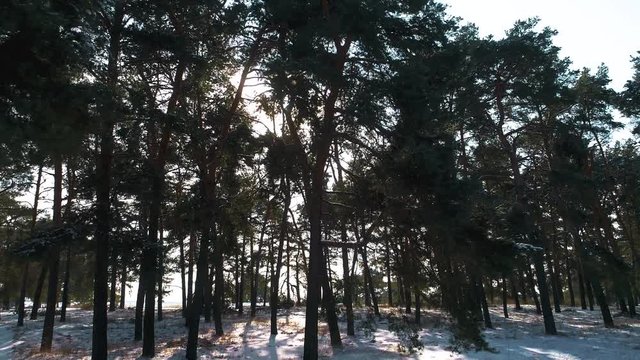Winter coniferous forest in the sun at sunset