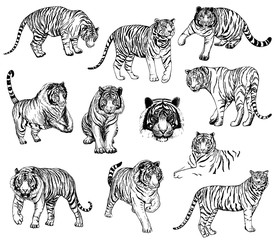 Fototapeta na wymiar Set of hand drawn sketch style tigers. Vector illustration isolated on white background.