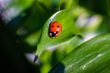 A ladybug on leaves. Coccinellidae is a widespread family of small beetles. They are commonly yellow, orange, or red with small black spots on their wing covers, with black legs, heads and antennae. 