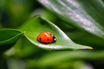 A ladybug on leaves. Coccinellidae is a widespread family of small beetles. They are commonly yellow, orange, or red with small black spots on their wing covers, with black legs, heads and antennae. 
