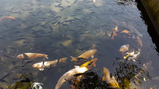 Top view of a lake with carps. Tirta Gangga - the water palace.