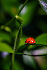 A ladybug on leaves. Coccinellidae is a widespread family of small beetles. They are commonly yellow, orange, or red with small black spots on their wing covers, with black legs, heads and antennae. 