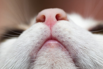 Closeup of cat's mouth