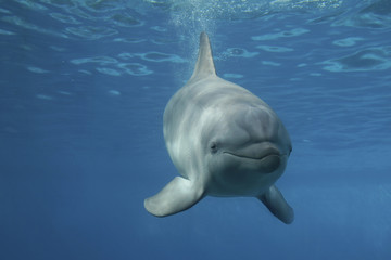 Fototapeta premium Großer Tümmler (Tursiops truncatus)