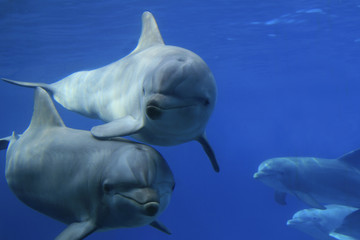 Naklejka premium Große Tümmler (Tursiops truncatus)