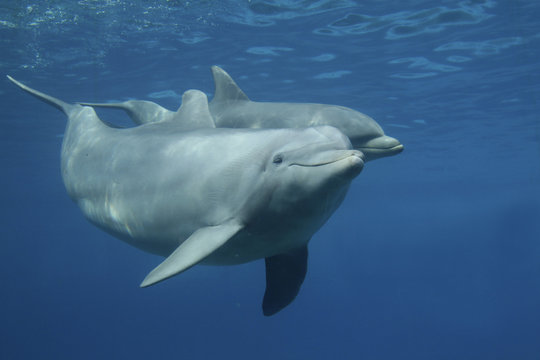 Gro&szlig;er T&uuml;mmler (Tursiops truncatus)