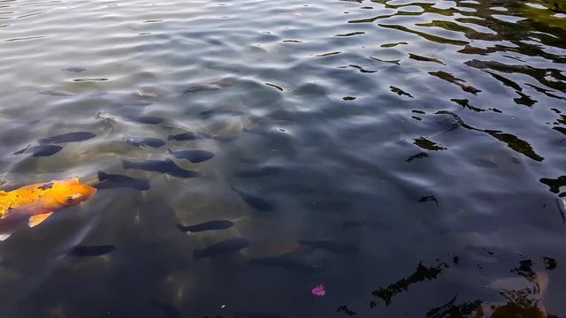 Top view of a lake with carps. Tirta Gangga - the water palace.